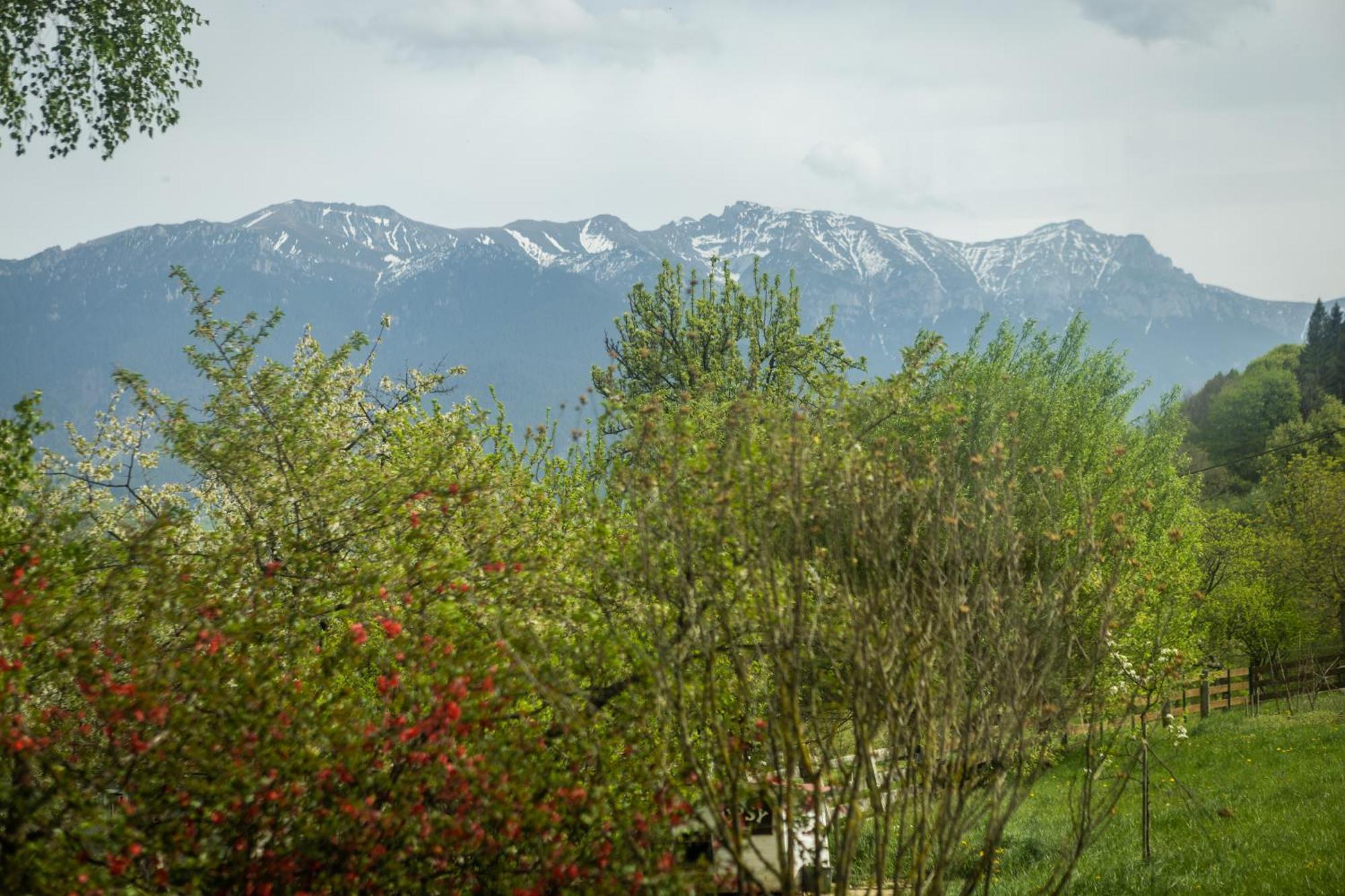 Villa Alba By Akasha Retreat Törcsvár Kültér fotó